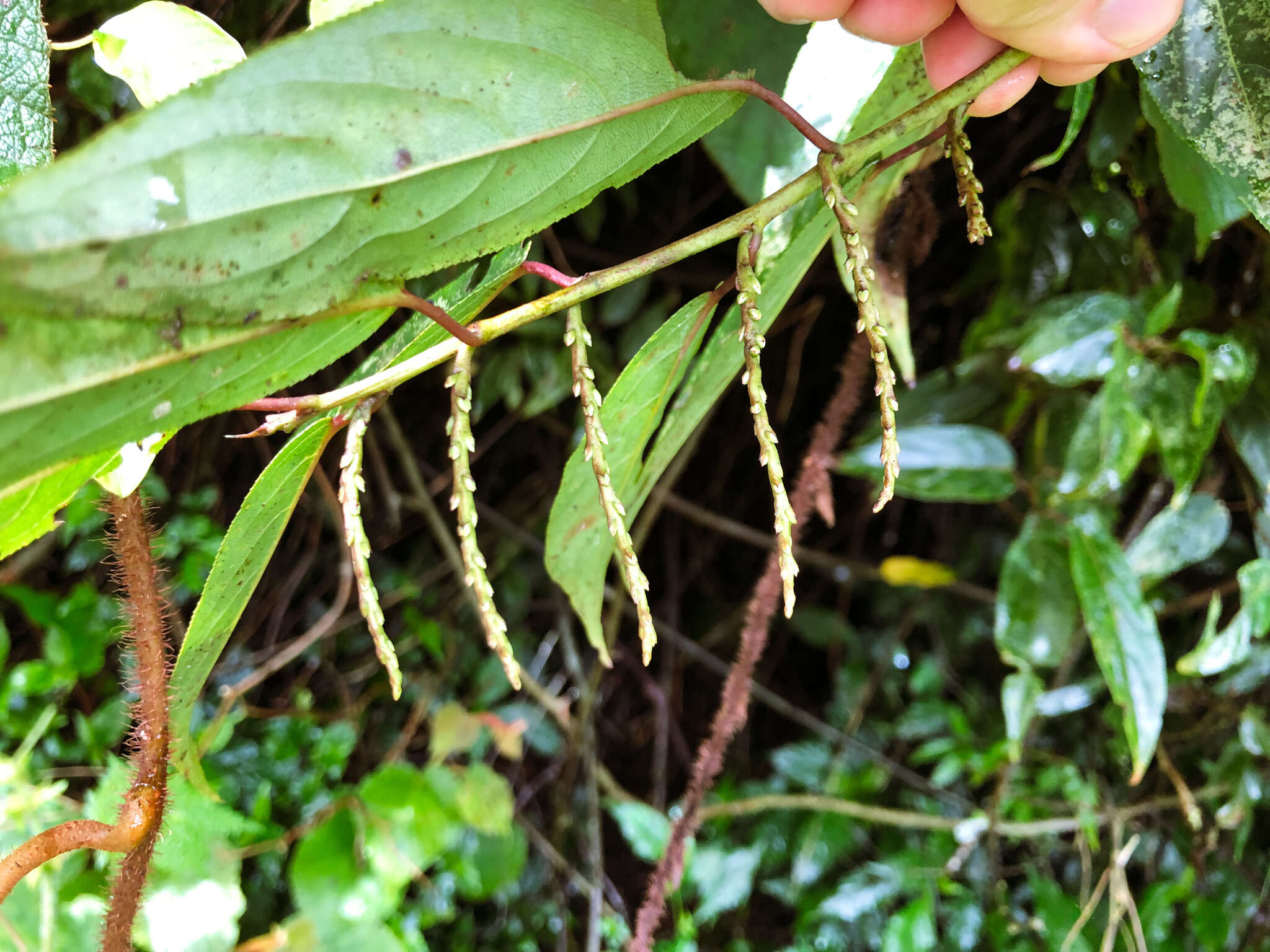 Image of Stachyurus himalaicus Hook. fil. & Thoms. ex Benth.