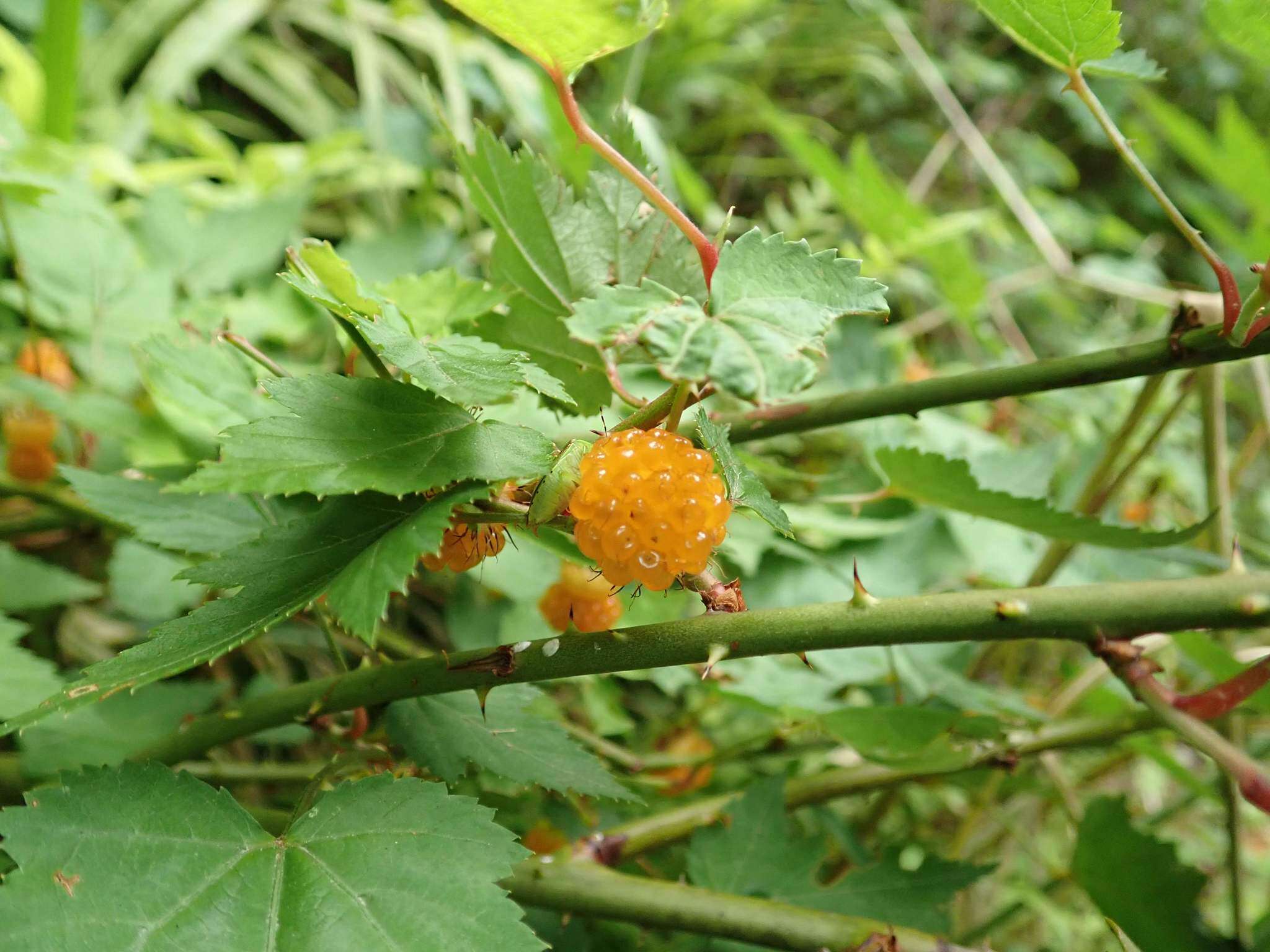 Image of Rubus palmatus C. P. Thunb. ex A. Murray