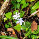 Streptocarpus polyanthus subsp. polyanthus resmi