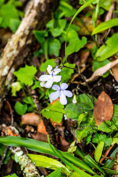 Sivun Streptocarpus polyanthus subsp. polyanthus kuva