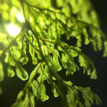 Image of Hymenophyllum inaequale (Poir.) Desv.