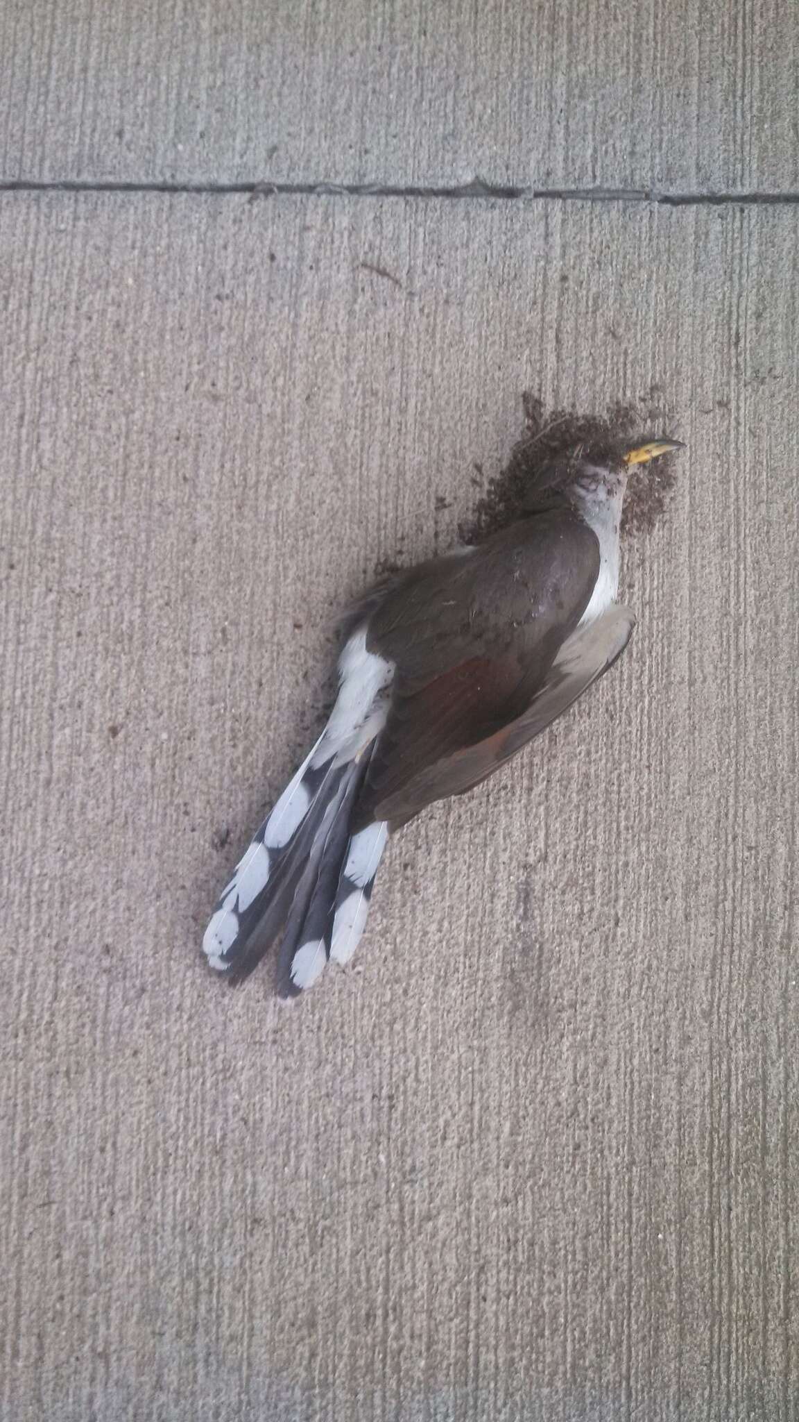 Image of Yellow-billed Cuckoo