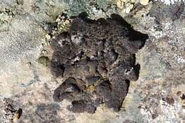 Image of Blistered rock tripe lichen