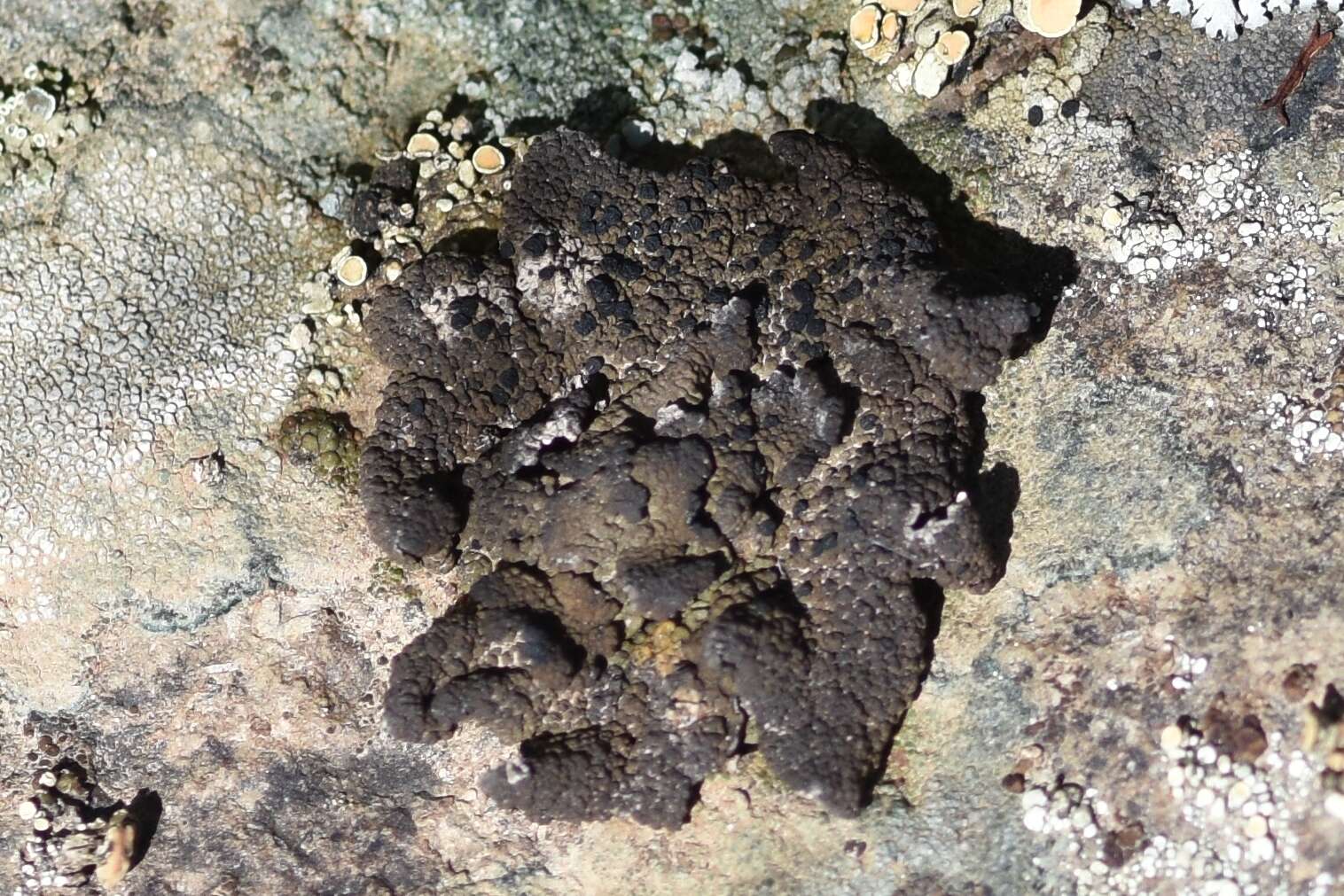 Image of Blistered rock tripe lichen