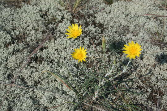 Sivun Tragopogon ucrainicus Artemczuk kuva