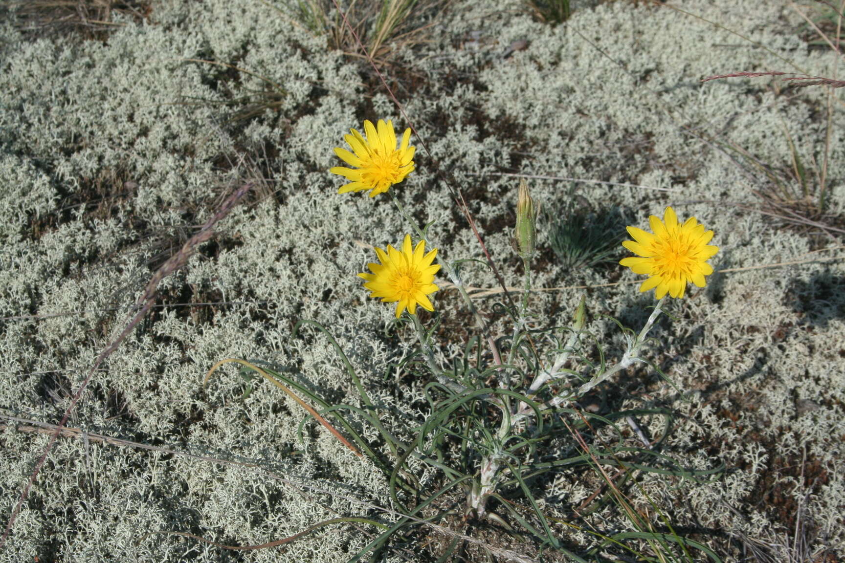 Sivun Tragopogon ucrainicus Artemczuk kuva