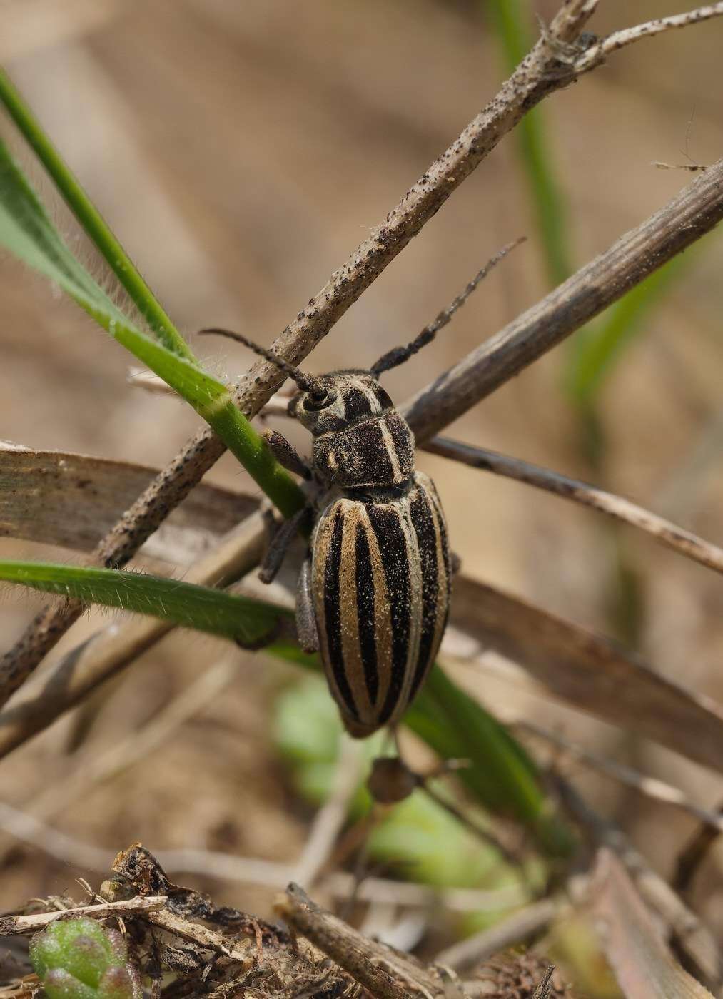 Image of Dorcadion (Cribridorcadion) scopolii (Herbst 1784)