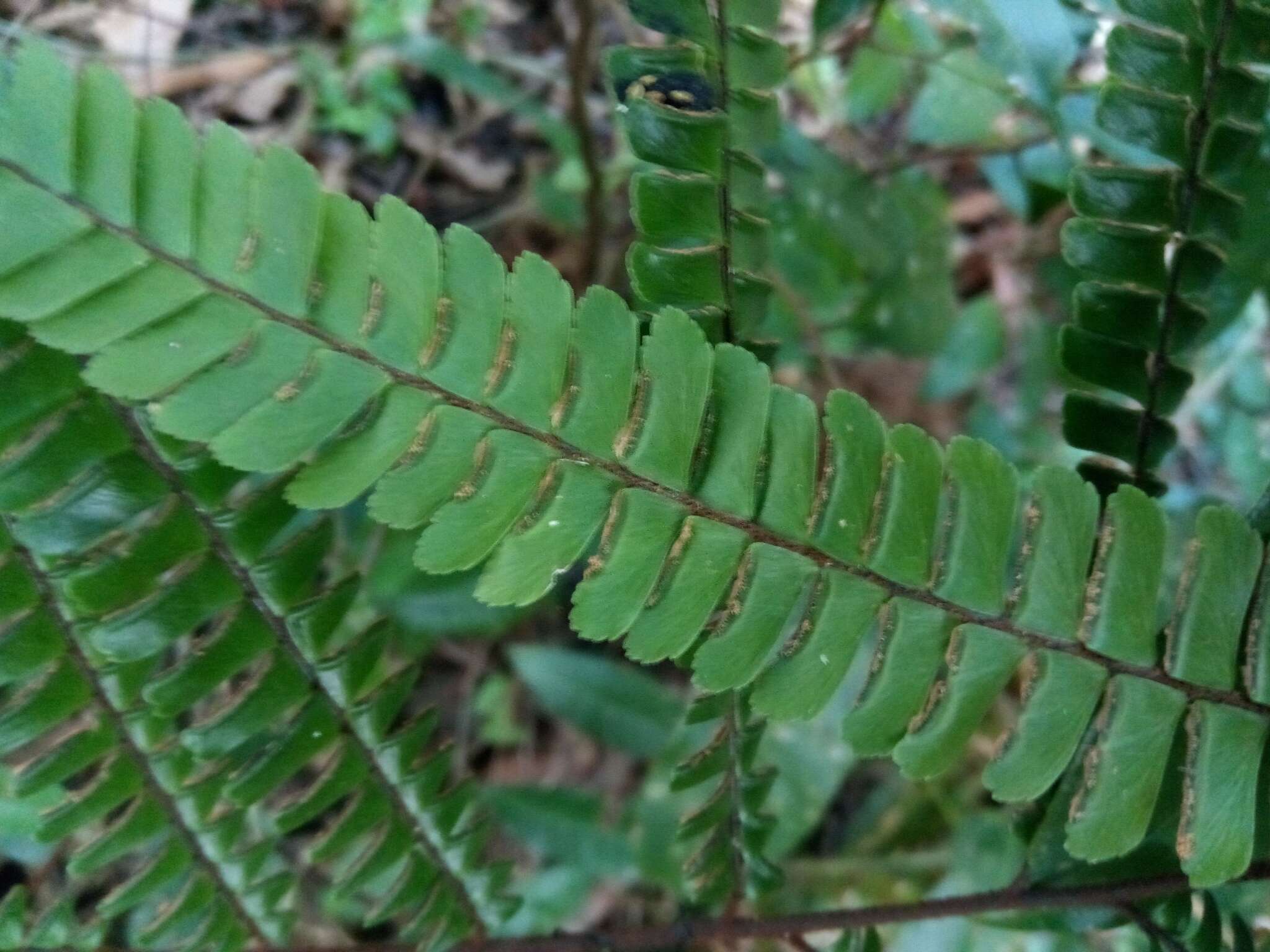 Plancia ëd Adiantum pulverulentum L.