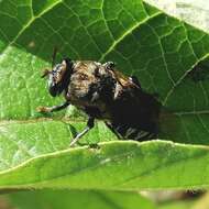 Image of Stratiomys constricta Walker 1860