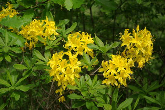 Image de Rhododendron luteum Sweet