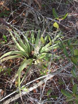 Imagem de Tillandsia utriculata L.