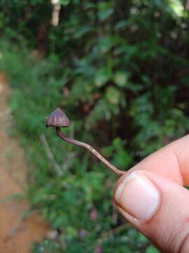 Image de Psilocybe guilartensis Guzmán, F. Tapia & Nieves-Riv. 1997