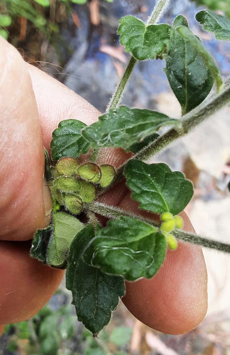 Image of Prostanthera incana A. Cunn. ex Benth.