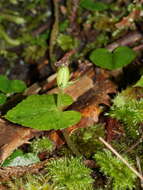 Image of Dancing spider orchid