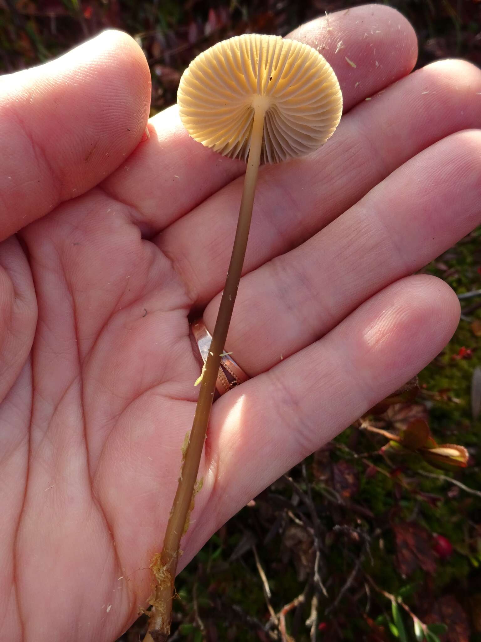 Image of Mycena megaspora Kauffman 1933