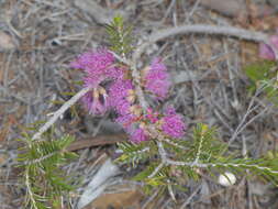 Image de Melaleuca wilsonii F. Müll.