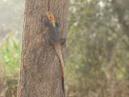 Image of Common agama