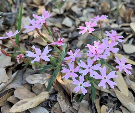 Image of Arizona phlox