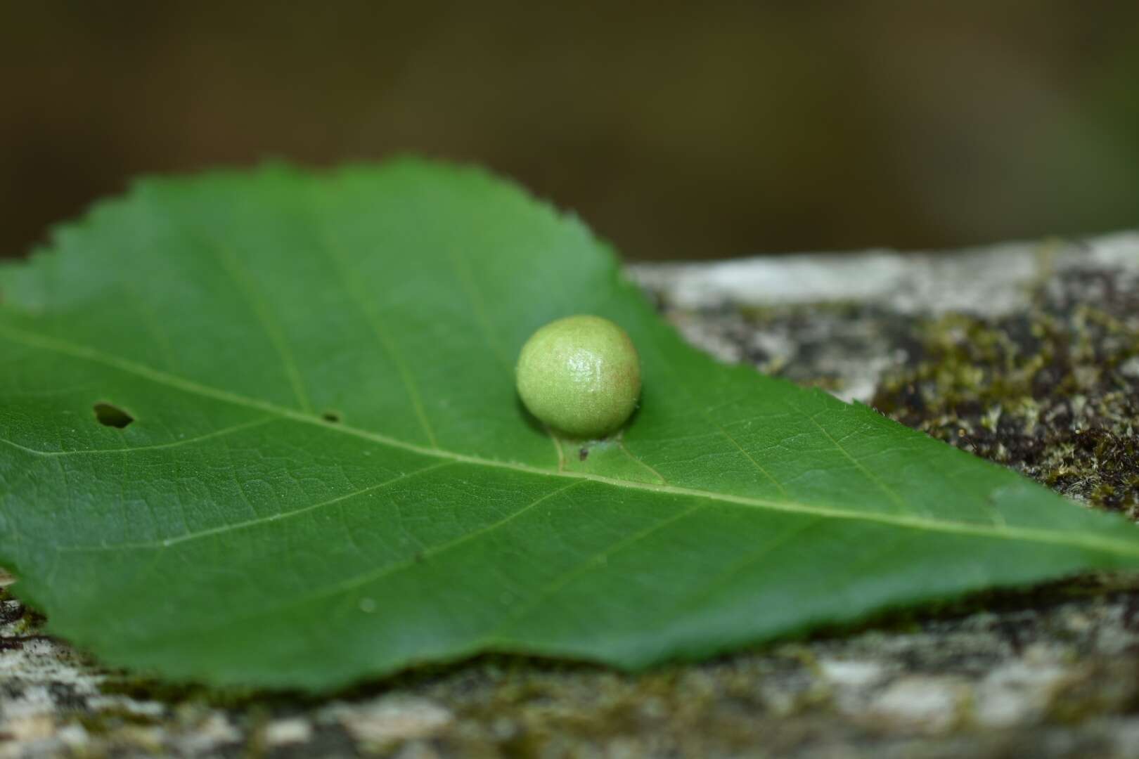 Image of Phylloxera conica (Shimer 1869)