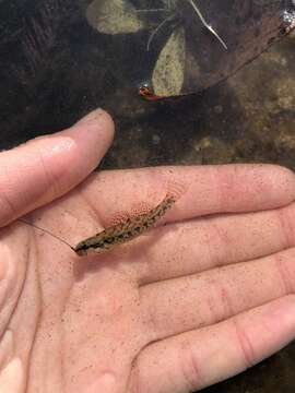 Image of Brown darter