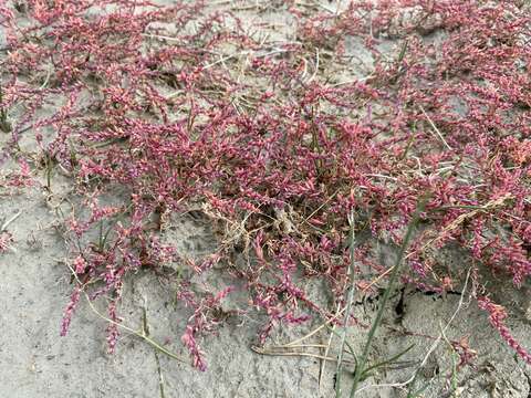 Image of Suaeda corniculata (C. A. Mey.) Bunge