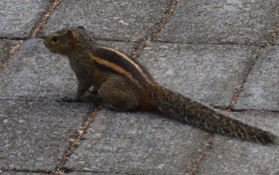 Image of Indian palm squirrel