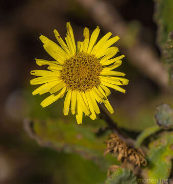 Plancia ëd Pulicaria lanata E. Gamal-Eldin