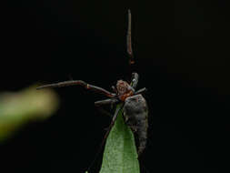 Image of Eriovixia gryffindori Ahmed, Khalap & Sumukha 2016