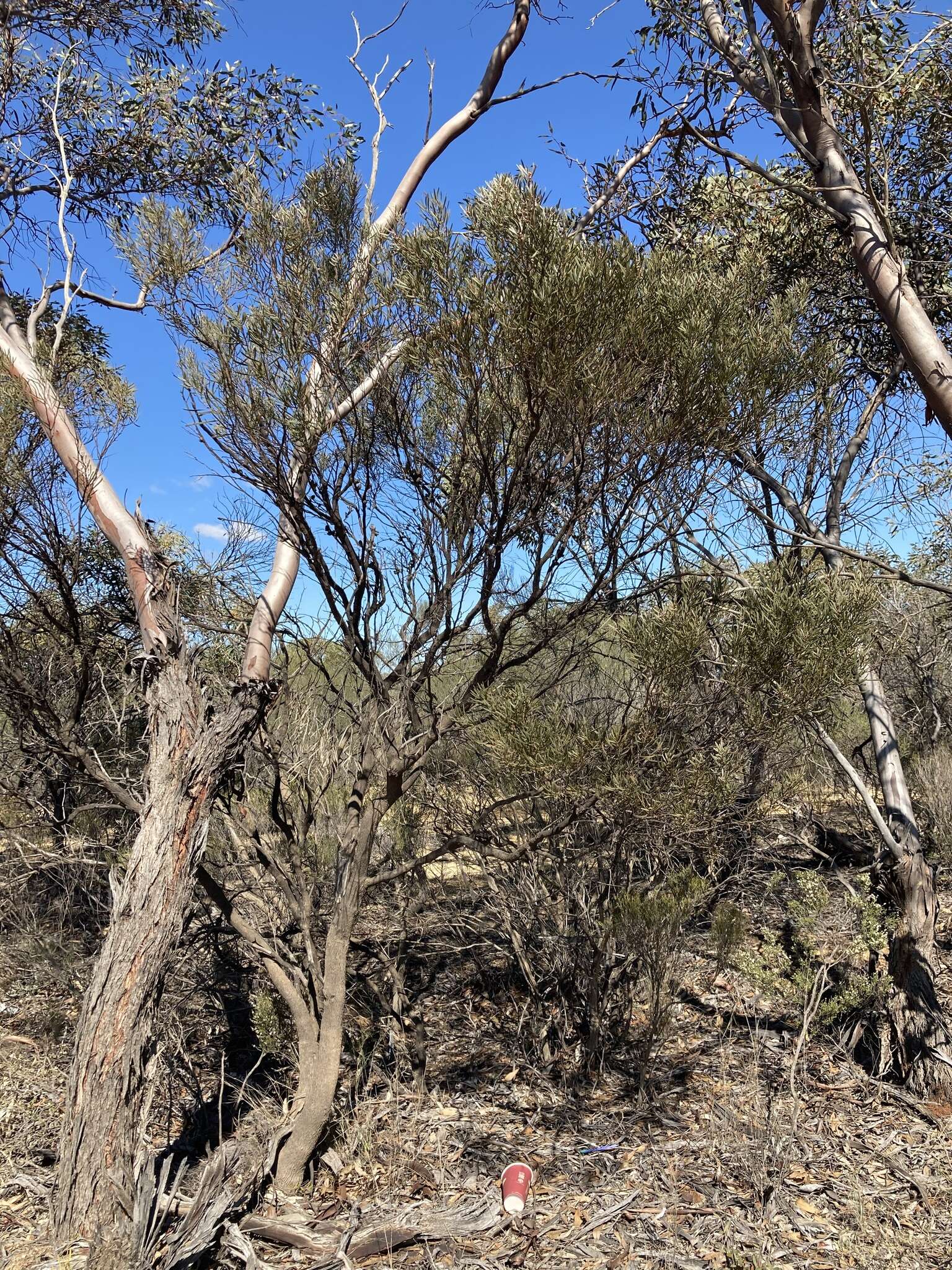 Image de Hakea erecta B. Lamont