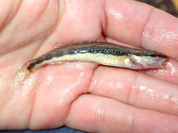 Image of Longhead darter