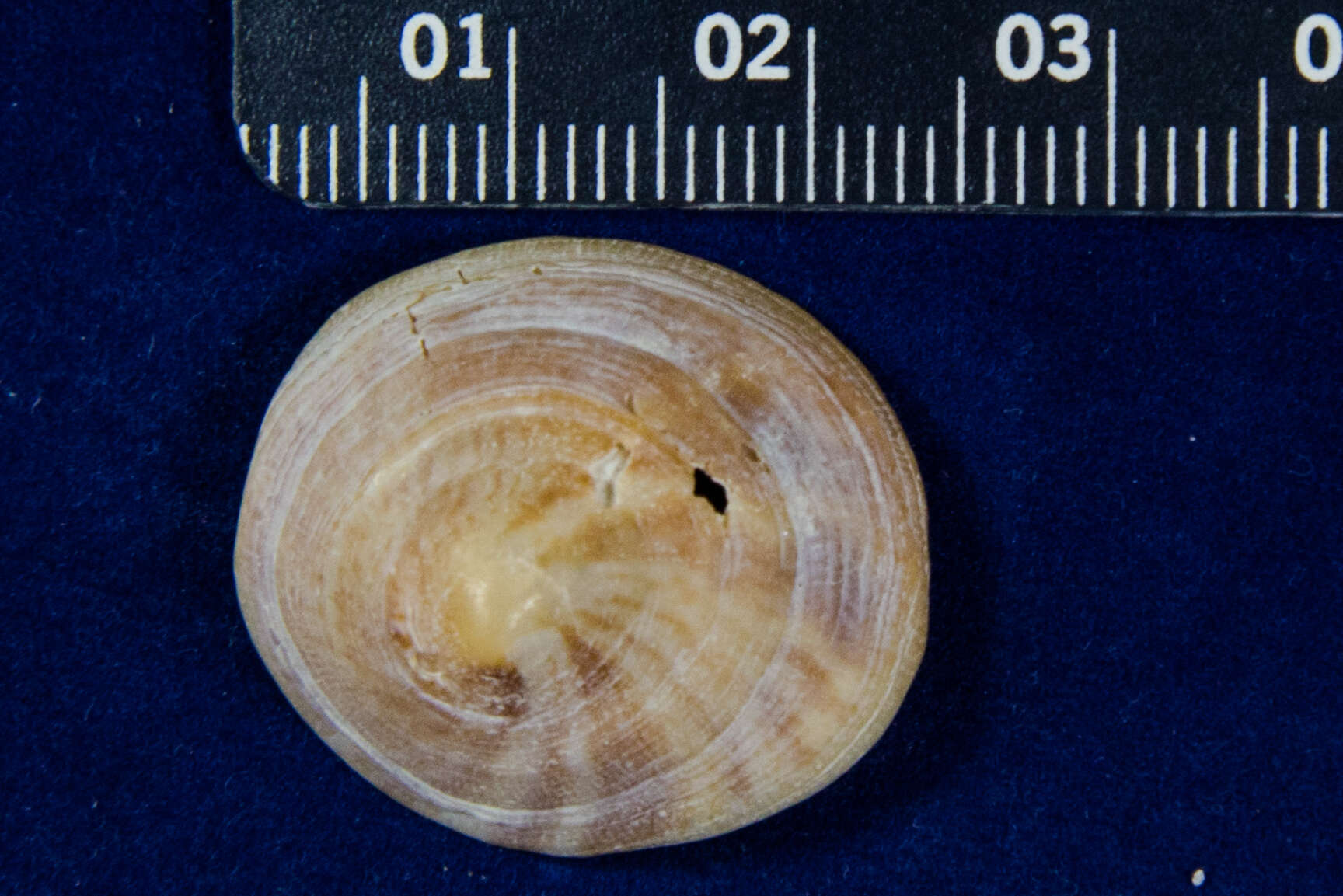 Crucibulum spinosum (G. B. Sowerby I 1824) resmi