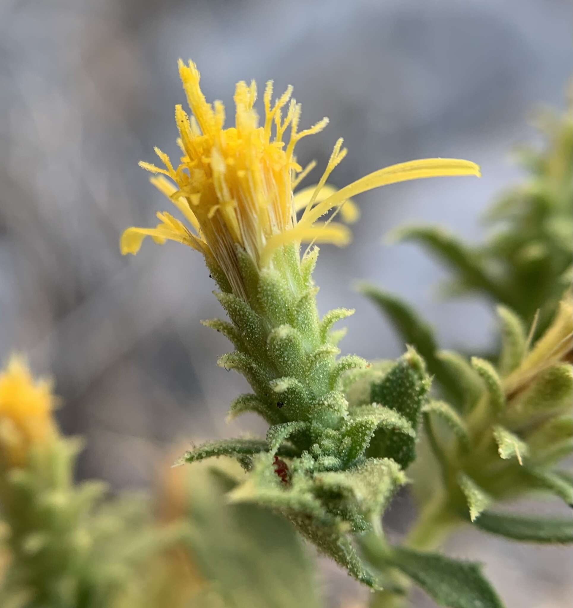 Image of brickellbush goldenweed