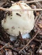 Image of Coker's Lavender Staining Amanita