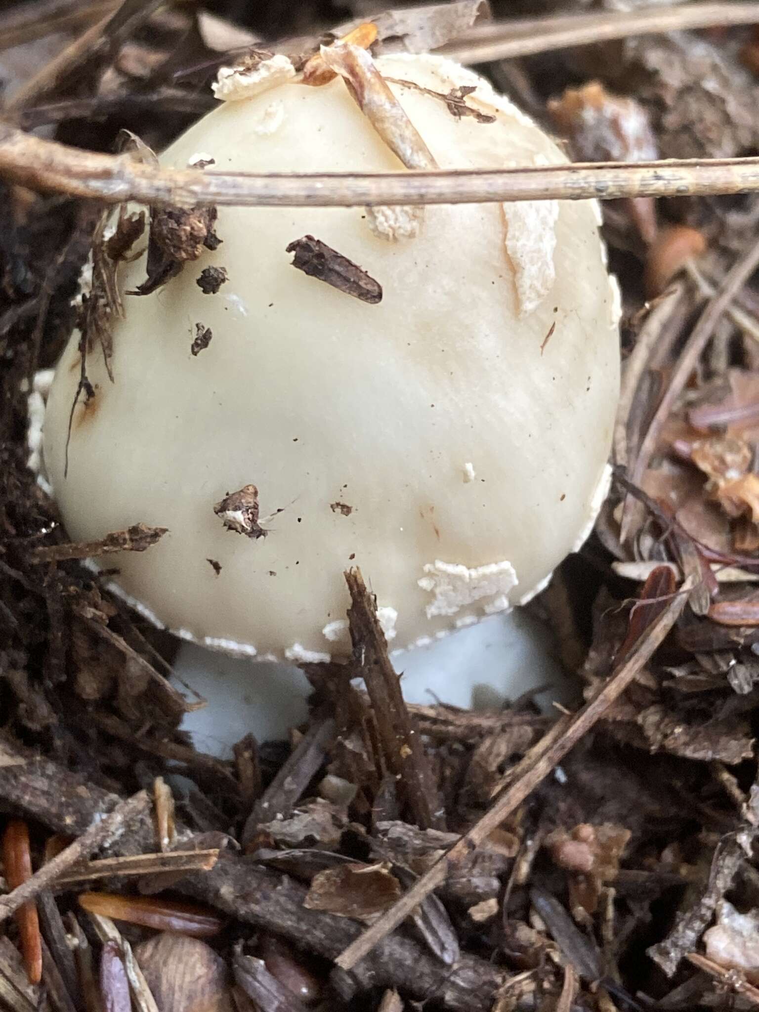 Image of Coker's Lavender Staining Amanita