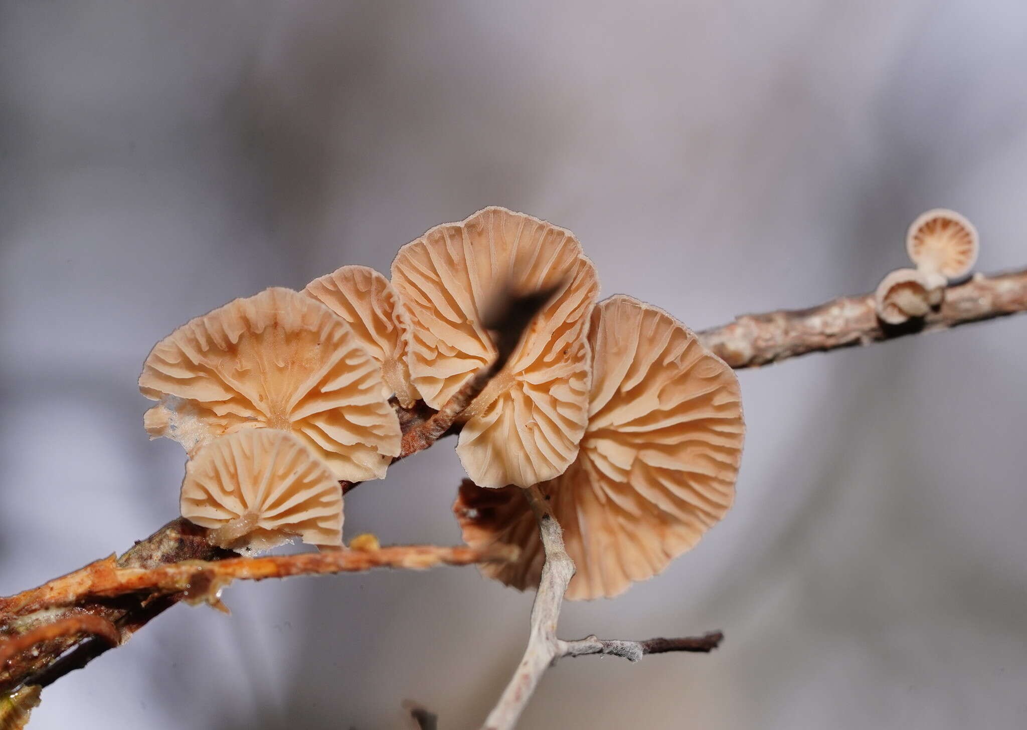 Image of Crepidotus variabilis (Pers.) P. Kumm. 1871