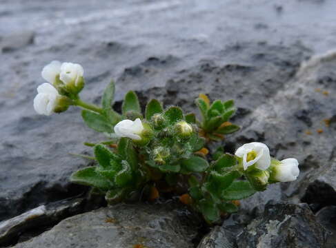 Image of twisted draba