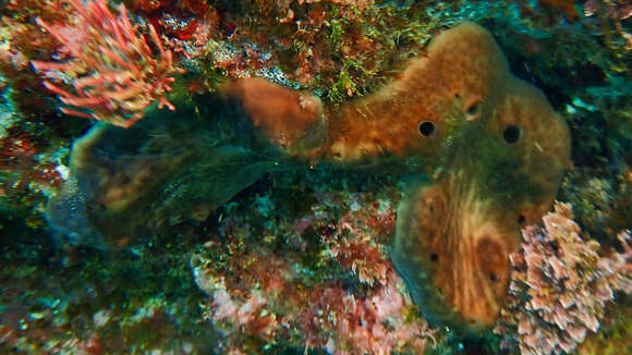 Image of Chondrosiida Boury-Esnault & Lopes 1985