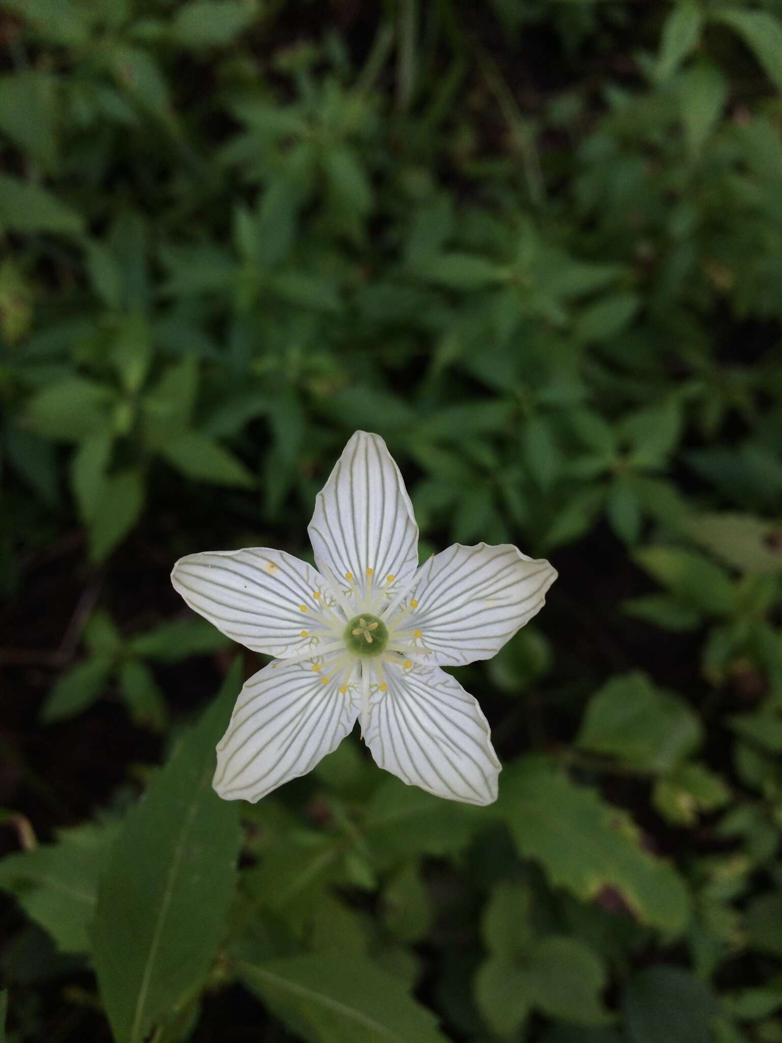 Image of fen grass of Parnassus