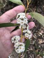 Imagem de Eucalyptus sieberi L. A. S. Johnson