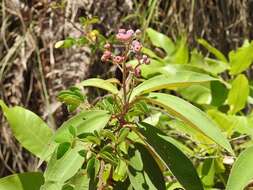 Conostegia xalapensis (Bonpl.) D. Don的圖片