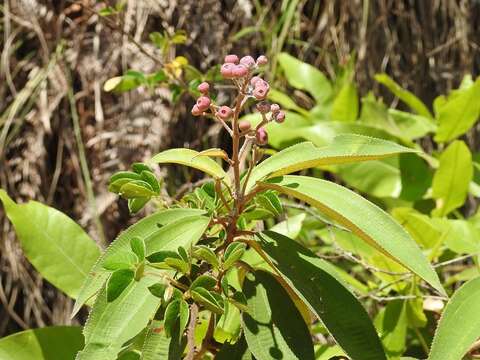 Plancia ëd Conostegia xalapensis (Bonpl.) D. Don