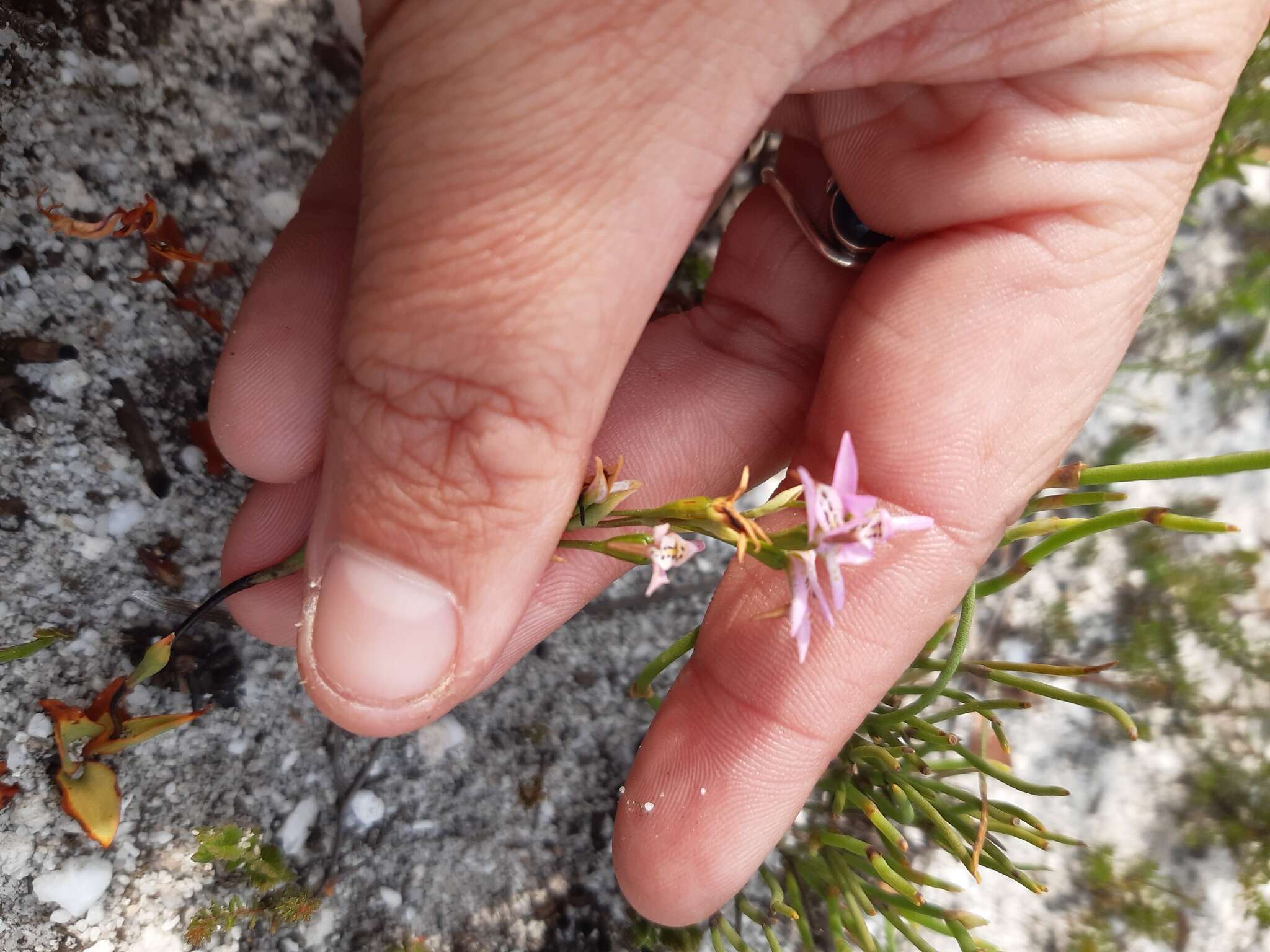 Image of Disa obliqua (Lindl.) Bolus