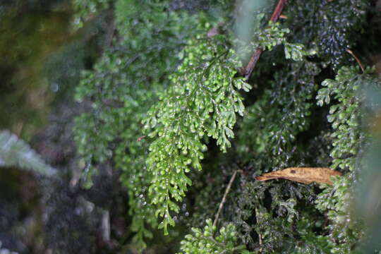 Image of Hymenophyllum inaequale (Poir.) Desv.