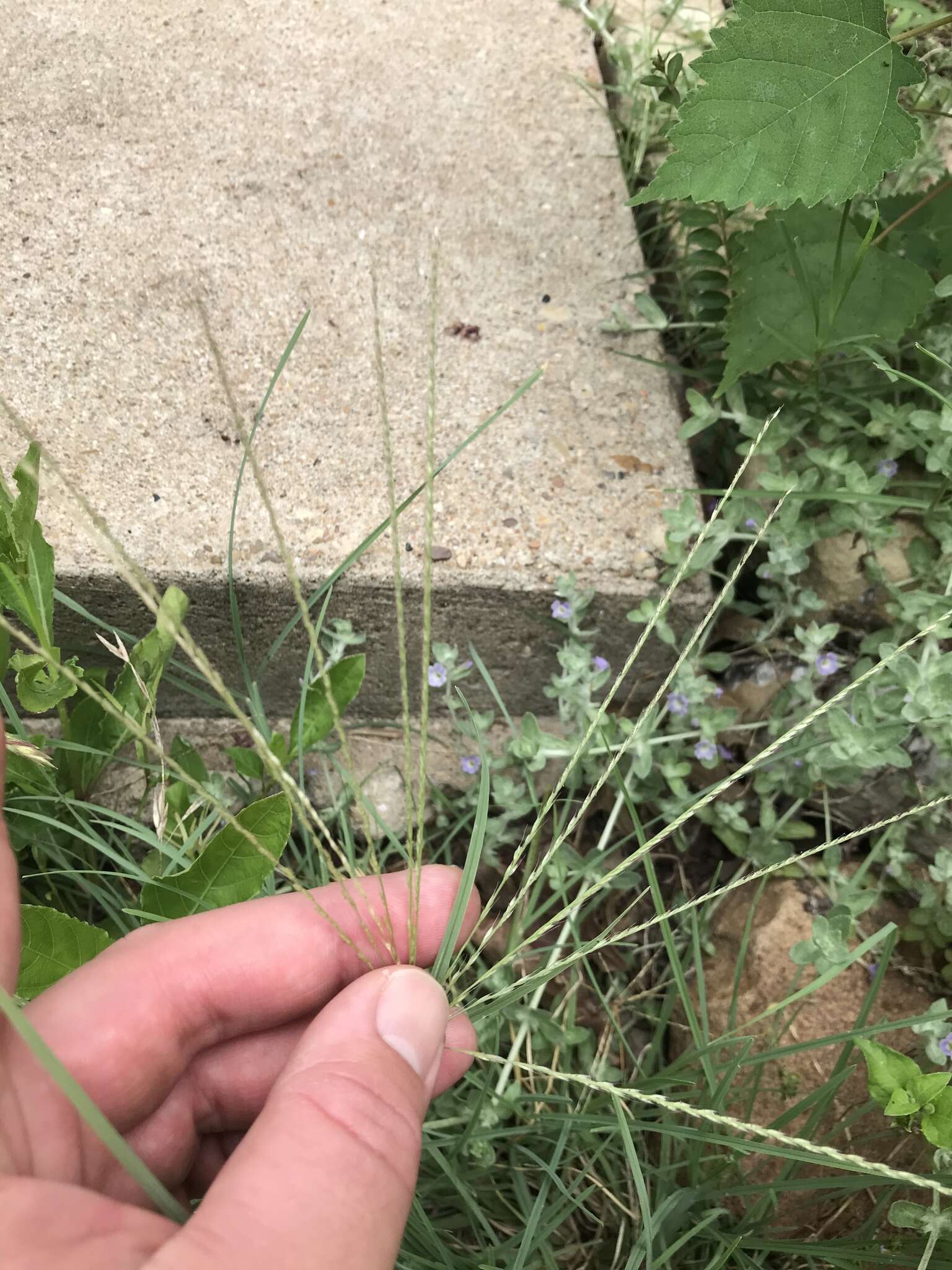 Image of slimspike windmill grass