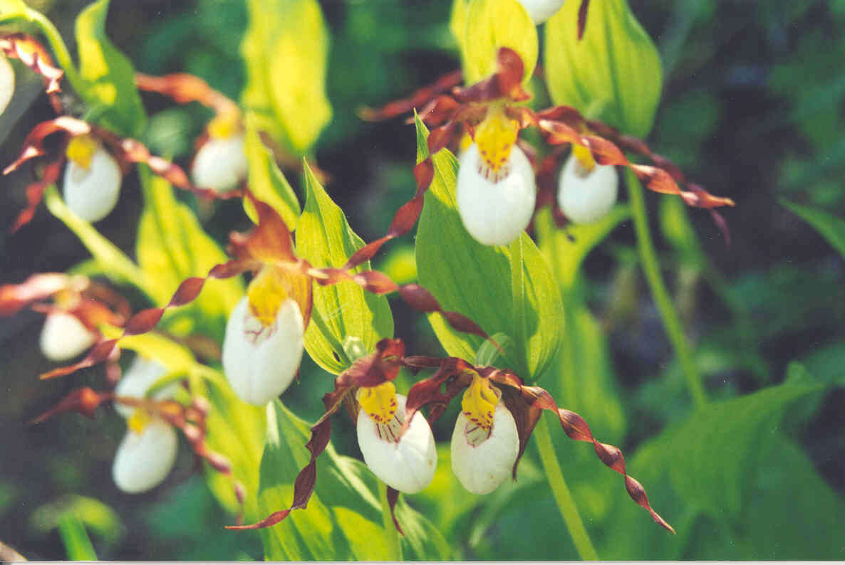 Imagem de Cypripedium montanum Douglas ex Lindl.