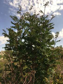 Image of Sorbus aucuparia subsp. praemorsa (Guss.) Nyman