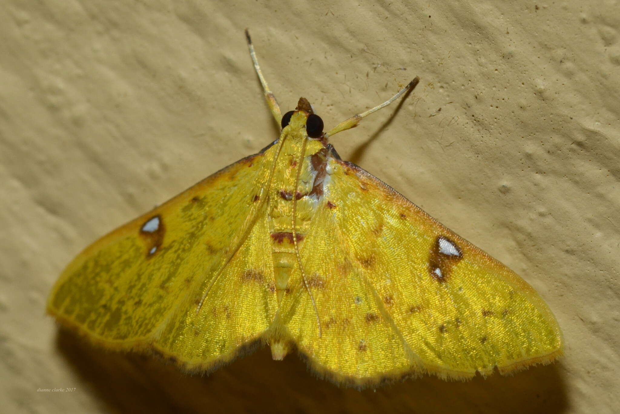 Archernis callixantha Meyrick 1886 resmi