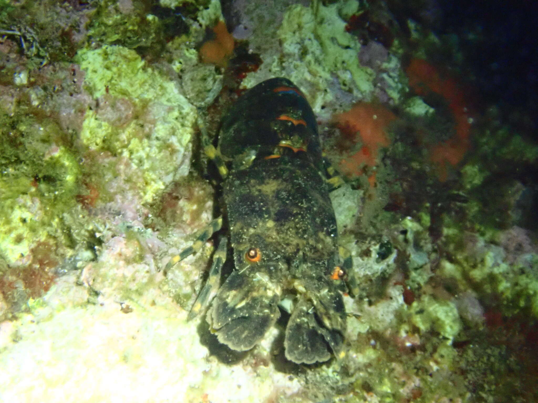 Image of Small European Locust Lobster