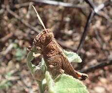 Слика од Peakesia striata (Tepper 1896)