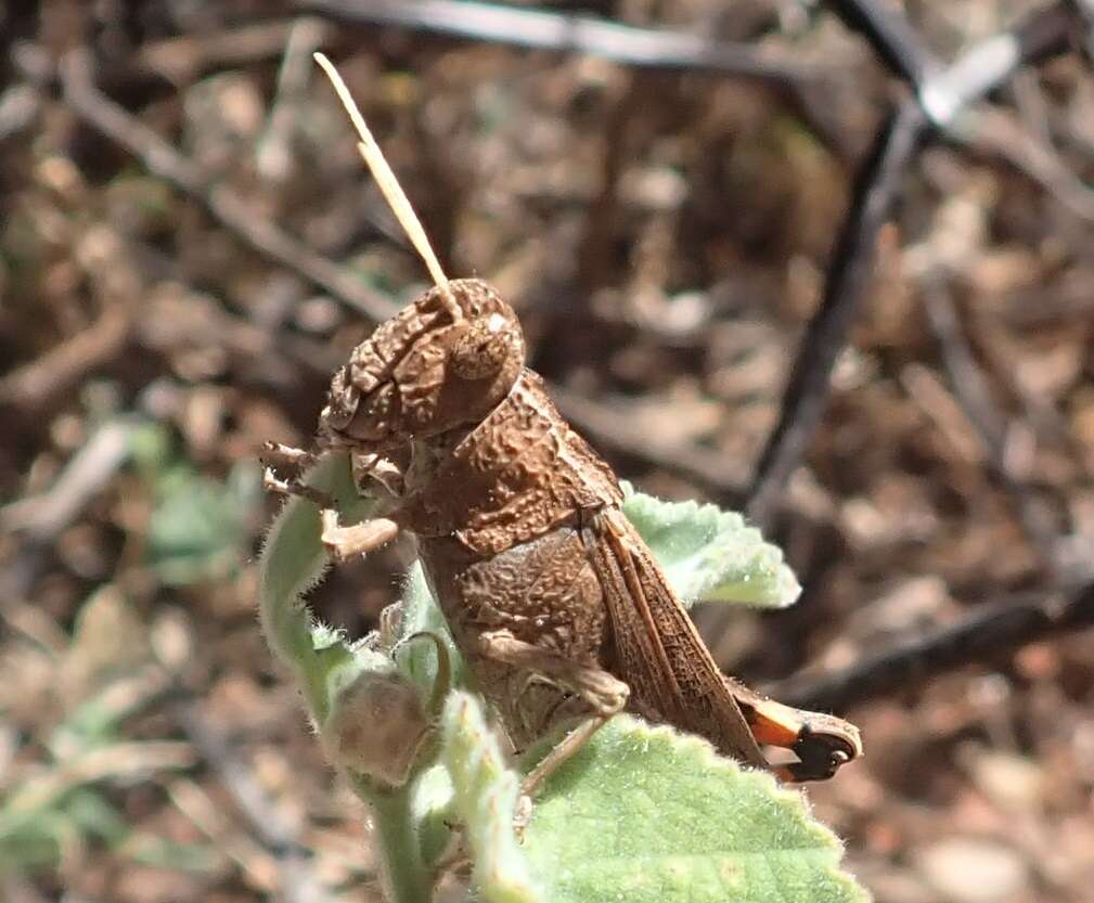 Слика од Peakesia striata (Tepper 1896)